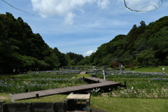 賑やかな菖蒲園