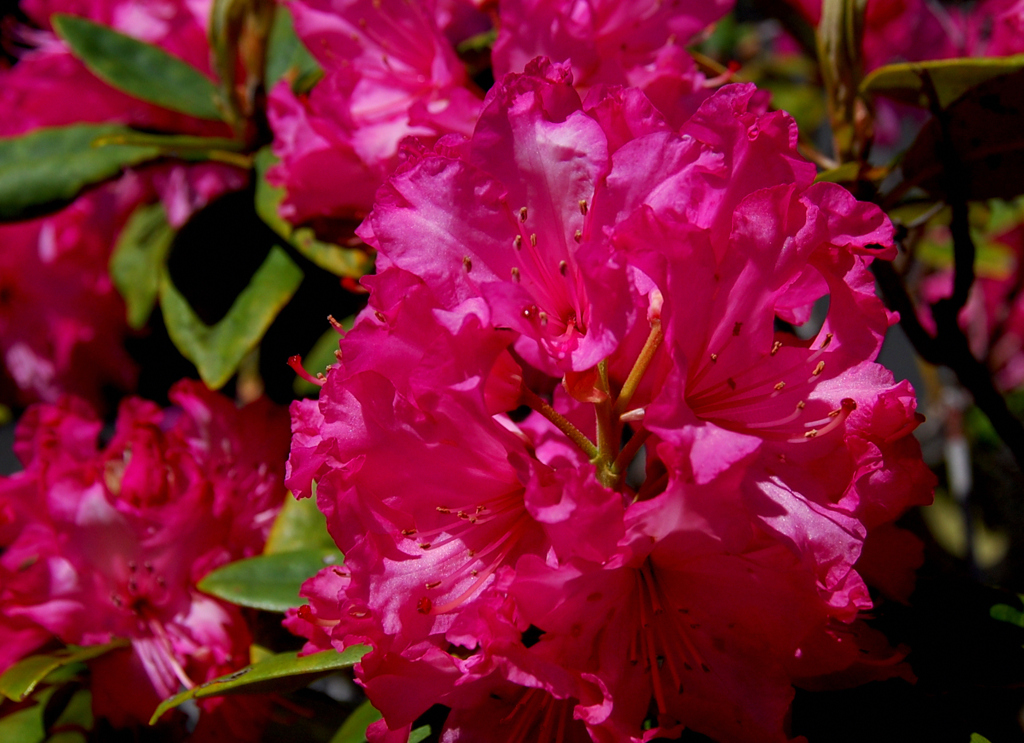 春の花