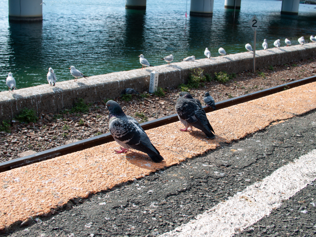 かもめの監督さん