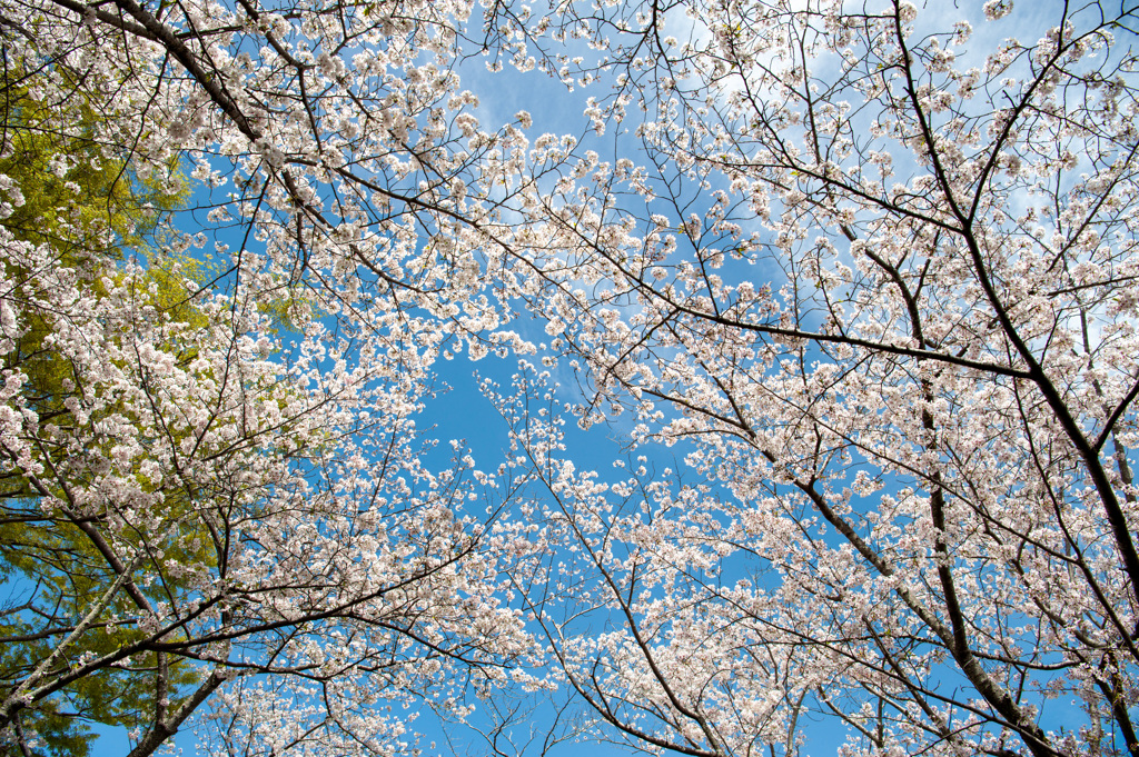 さくら景色