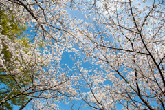 さくら景色