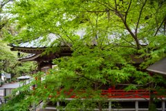 新緑もみじ