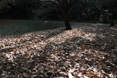 イブ・モンタン　枯れ葉よー！