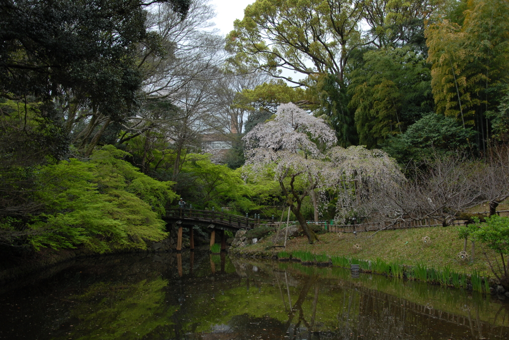 公園の枝垂れ桜