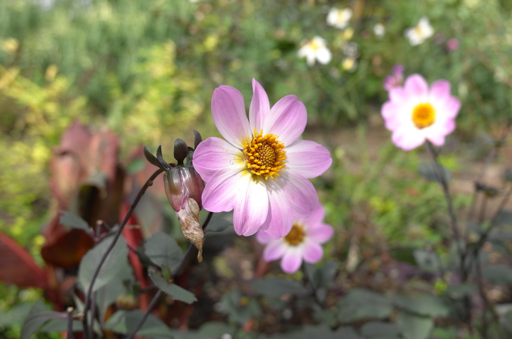 花