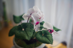 ソフトフォーカスな画