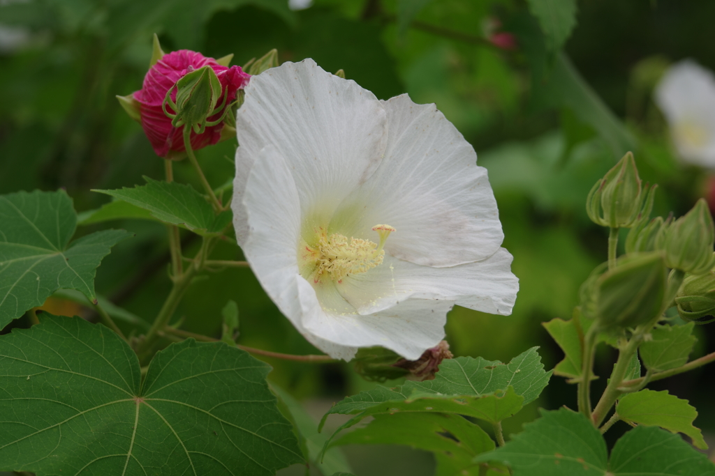 酔芙蓉