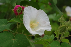 酔芙蓉