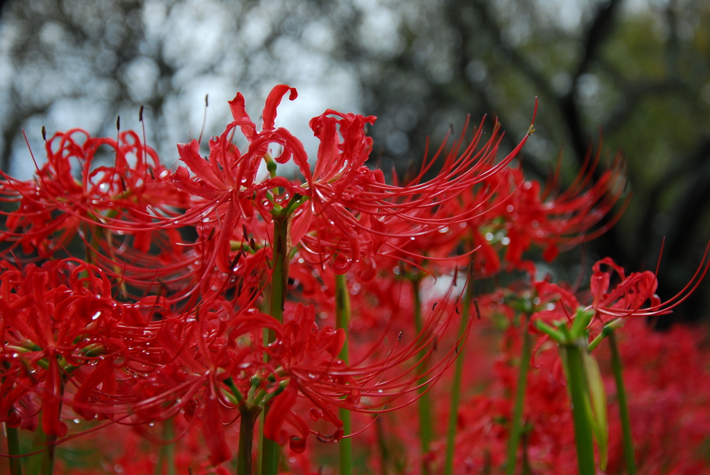 曼珠沙華