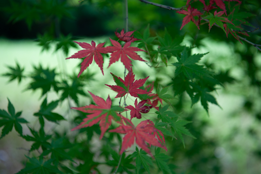 紅葉混じり