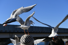 ゆりかもめの冠