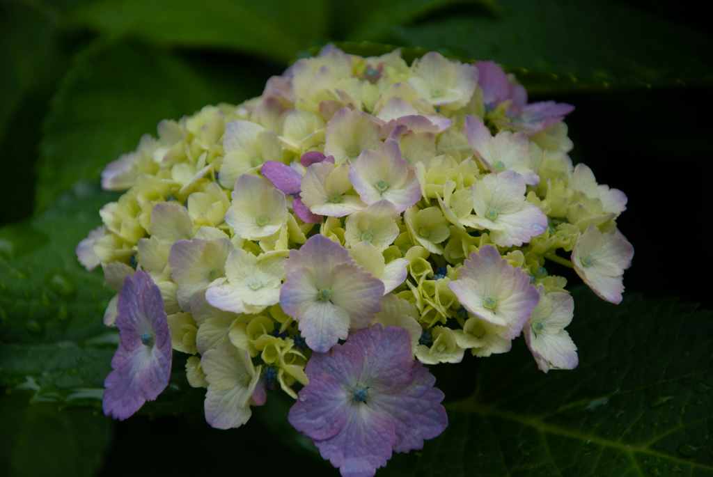 家の花