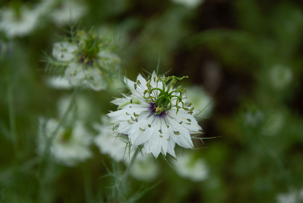 植物園にて