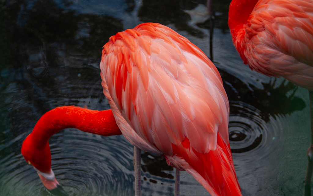 鮮やかきれいー！