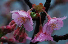 雨の中の桜