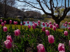 湖畔のチューリップ