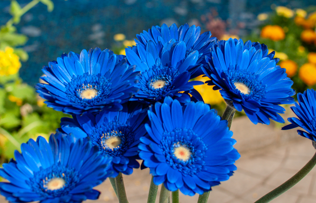 ブルーなガーベラ