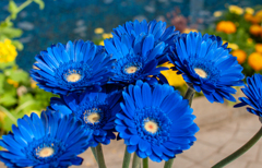 ブルーなガーベラ