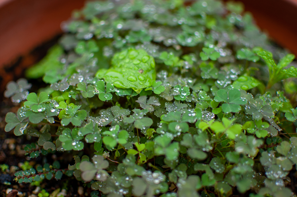 雨草