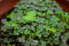 雨草