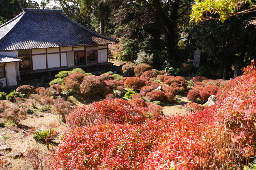 どうだんがある寺