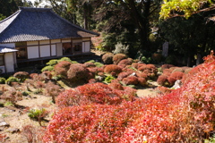 どうだんがある寺