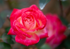 真冬に咲くバラ