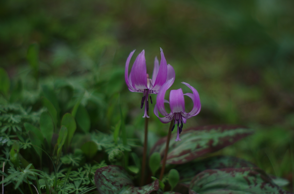 カタクリの花
