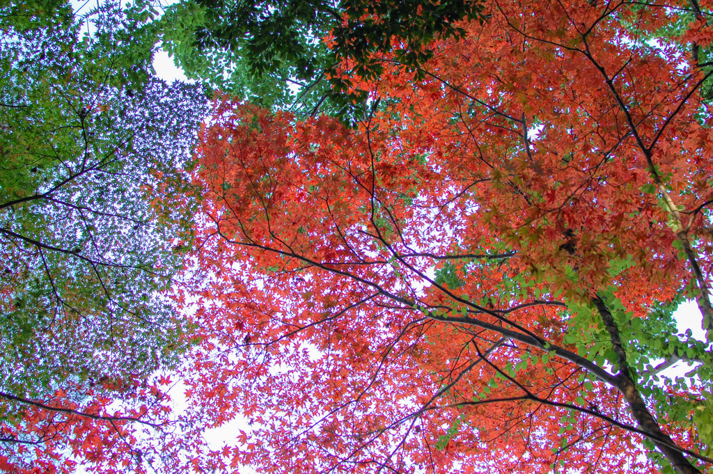 紅葉