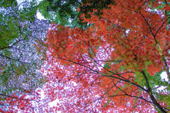 紅葉