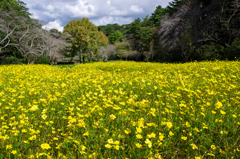 一面黄花コスモス