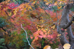 いい秋みーつけた！