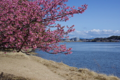湖面に桜