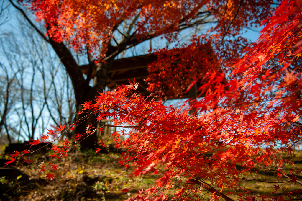 まだ楽しませてくれてる紅葉