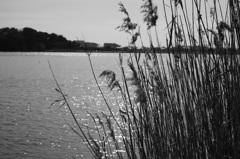 葦のある湖