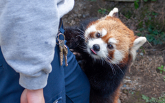 甘えるレッサーパンダ