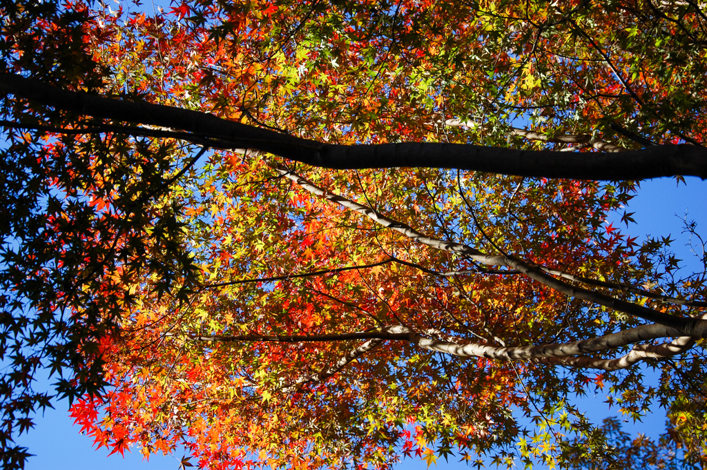紅葉の紅葉