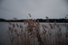 湖愁