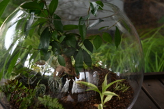 ガラスの中の植物