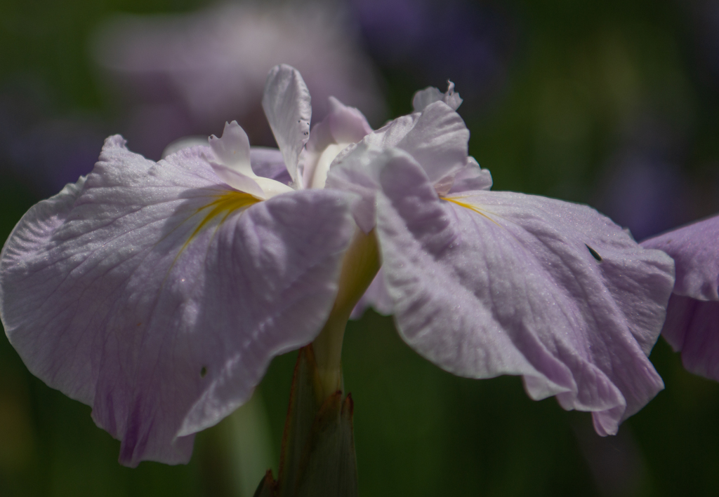淡いピンクの菖蒲