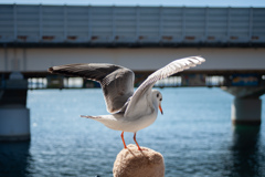 ゆりかもめちゃん