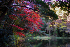 近所の池