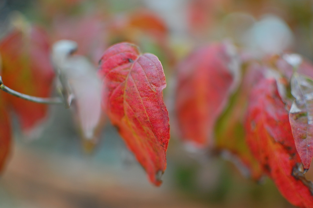 紅葉