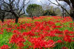 真っ赤な曼珠沙華