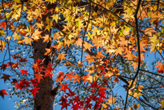 紅葉