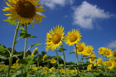 夏天のひまわり