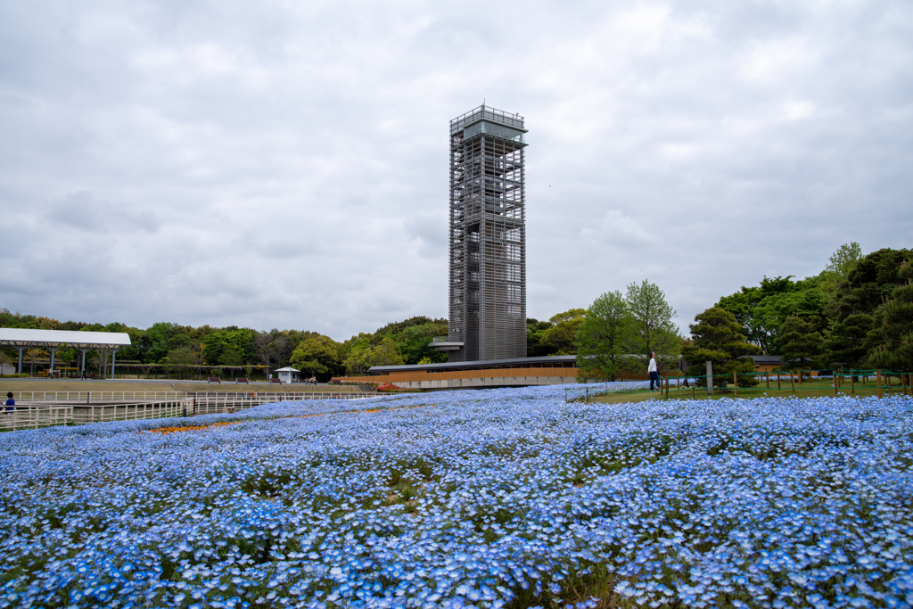 展望塔とネモフィラ