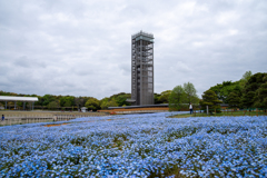 展望塔とネモフィラ