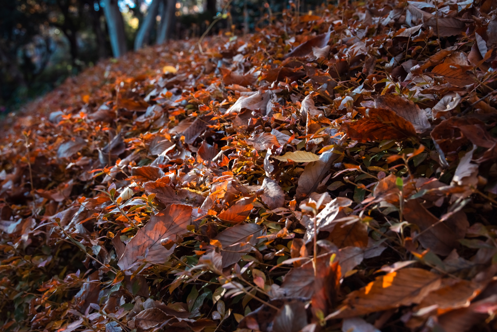 落ち葉