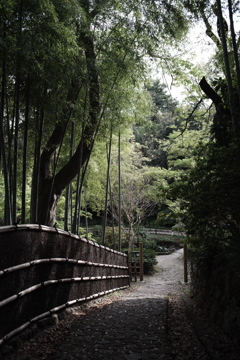 竹小道